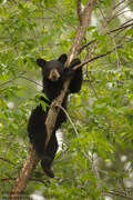 BEARS